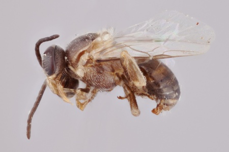 [Austroplebeia australis male (lateral/side view) thumbnail]